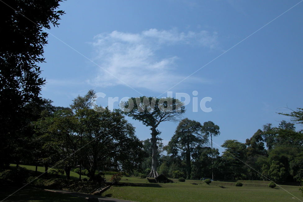 인도네시아,보고르식물원,보고르,나무,큰나무,indonesia,bogor,botanicgarden,botanic,garden,tree,bigtree