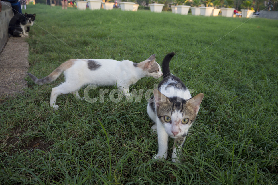 고양이,길고양이,길냥이,acat,거리,cats,잔디밭,동물,animal,포유류,mammal,고양이,cat,kitten,kitty
