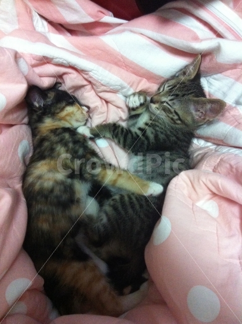 고양이,아기고양이,냥이,낮잠,잠,잠들다,얌전함,평화로움,조용함,평화,고요,애완동물,동물,animal,포유류,mammal,고양이,cat,kitten,kitty