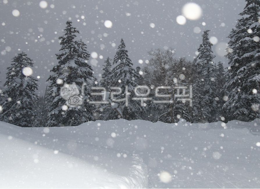 겨울,눈,눈내리는날,전나무,겨울나무,전나무숲,보케,언덕,winter,snow,snowyday,firtree,wintertree,firforest,boke,hill,겨울,계절,winter,season