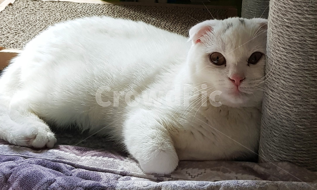 고양이,동물,스코티시폴드,폴드,스코티시,동물,animal,포유류,mammal,고양이,cat,kitten,kitty