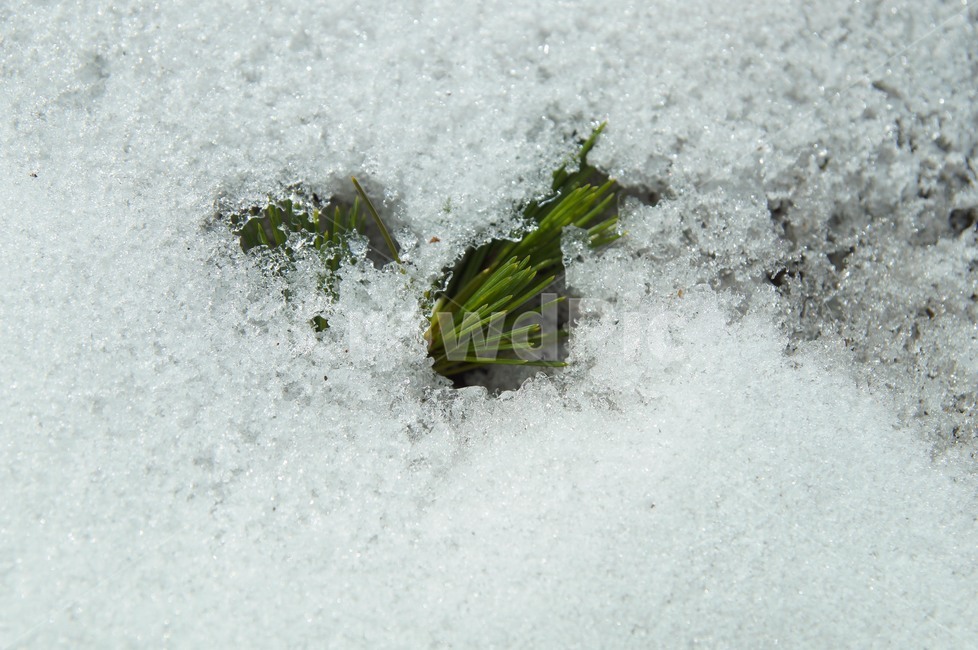겨울,눈,식물,쌓인눈,차가움,겨울,계절,winter,season,식물,자연,plants,nature