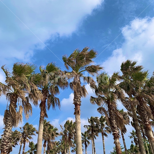 summer,여름,하늘,야자수,제주도,구름