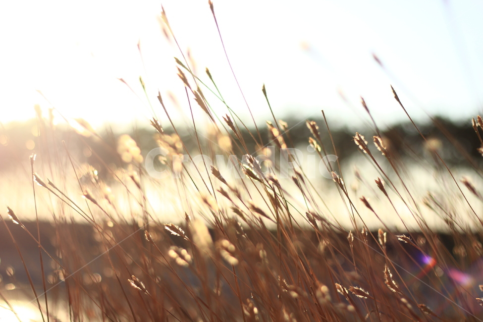 햇빛,반사,풀꽃,눈부심,노을빛,grass,잔디,plant,식물