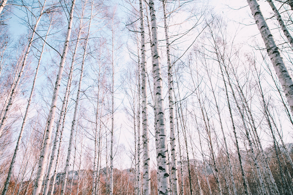 설경,눈풍경,자작나무숲,인제,자작나무,풍경,풍경사진,여행사진,여행,자연,nature,landscape,식물,plants,나무,trees,wood,흑백,모노톤,monochrome,blackandwhite,감성,한국자연풍경,한국자연경관,koreanlandscape,눈꽃,원대리,배경,백그라운드,snow,겨울,계절,winter,season,자연,풍경,nature,landscape,식물,plants,나무,trees,wood,감성,sensible,feeling,tree,plant