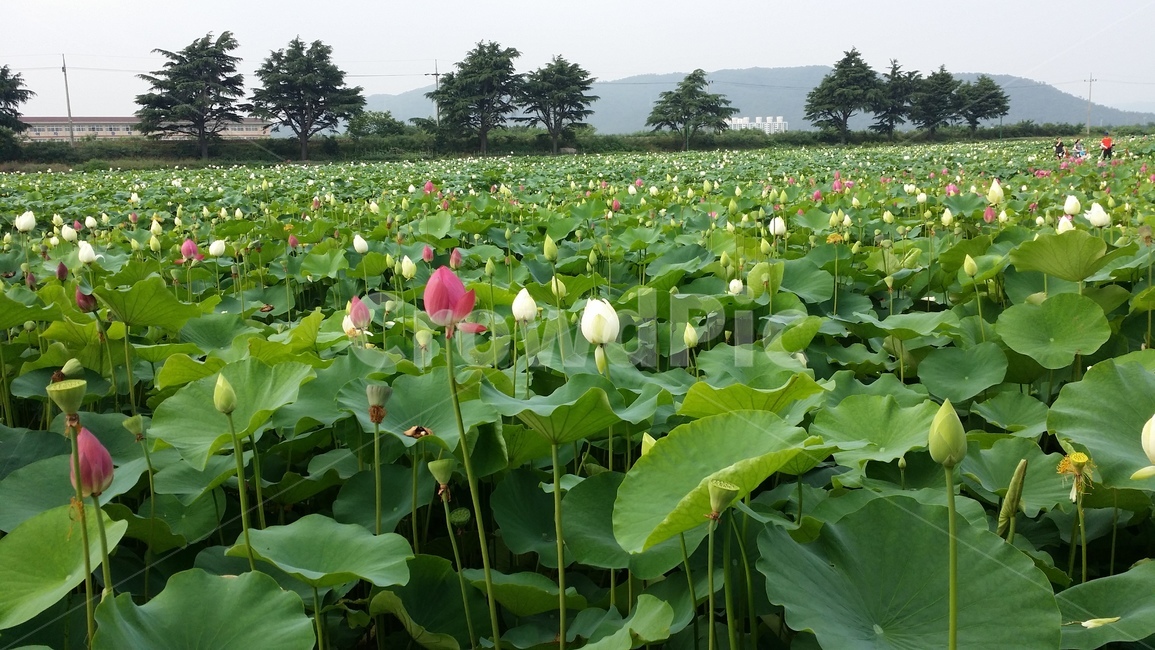 연꽃,경주,flower,꽃,나무,식물,자연,plants,nature,꽃,flower