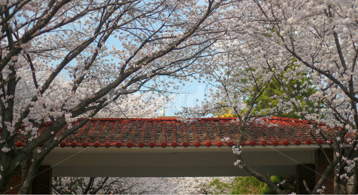 봄,벚꽃,맑음,건물,풍경,자연,교정,캠퍼스,하늘,벚나무,감성,봄,계절,spring,season,건축물,건물외관,exterior,building,structure,architecture,construction,plant,식물