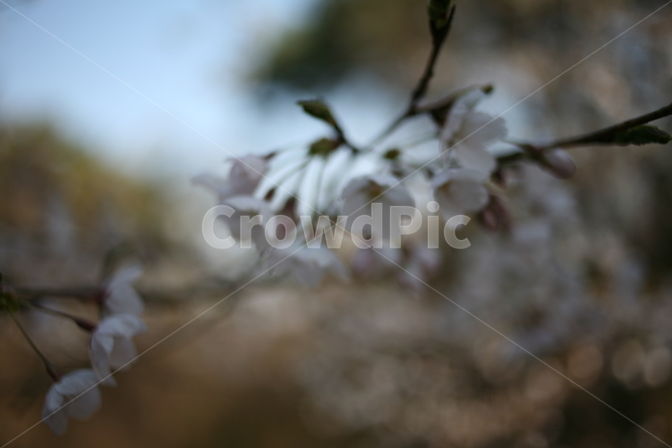 꽃,벚꽃,flower,cherryblossom,blossom