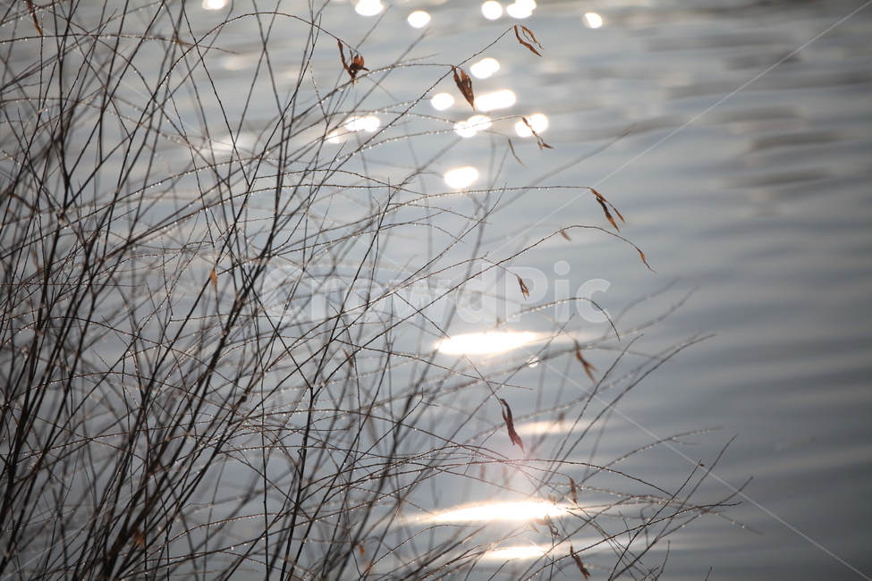 light,빛,flare,플레어,식물,물