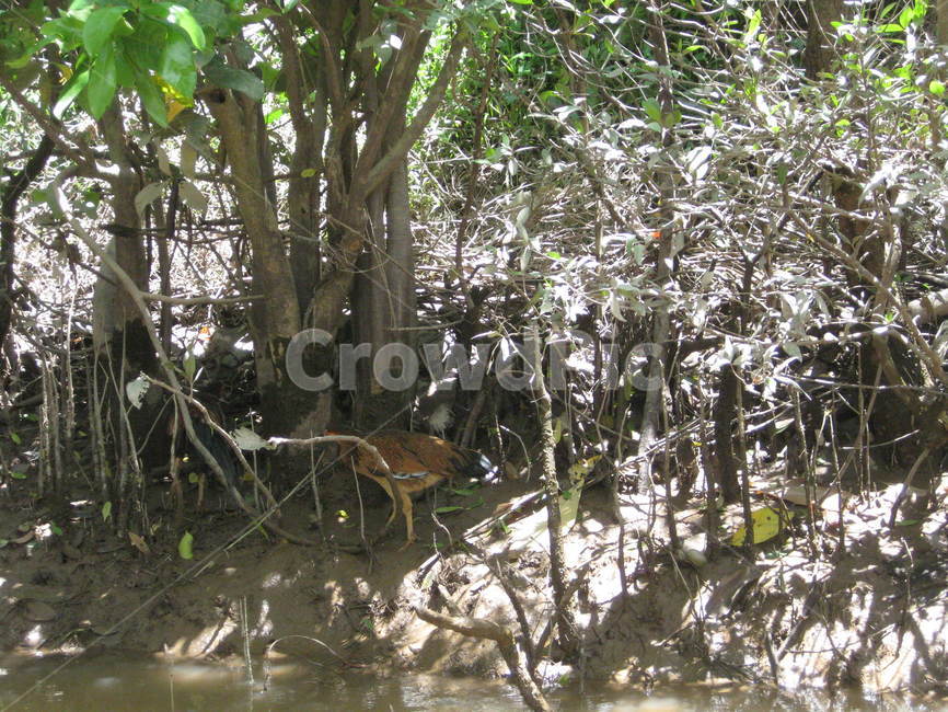 nature,mangrove,mud,river,muddy,자연,망그로브,맹그로브,진흙,뻘,갯벌