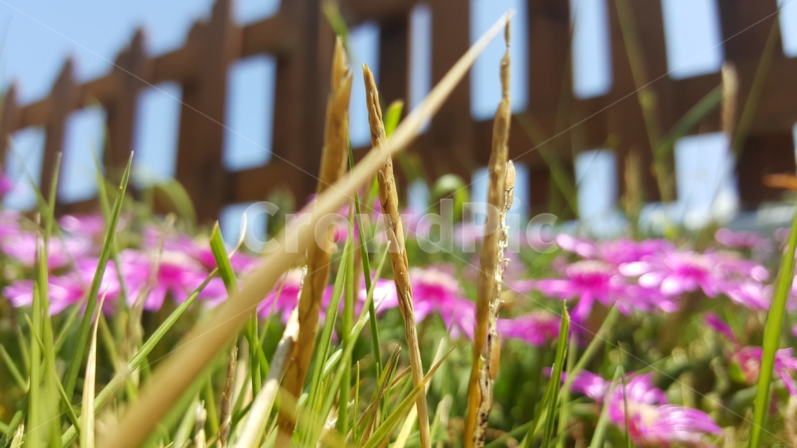 spring,sunny day,grass,flower closeup,wild flowers,pink flower,picnic,fence,flower
