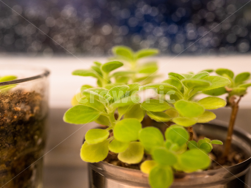 pottery,도기류,vase,병장식,jar,pottedplant,식물,plant,항아리,화분,planter,파종기,herbs,허브,허벌,herbal,실내용화초,화분,화초,house plant