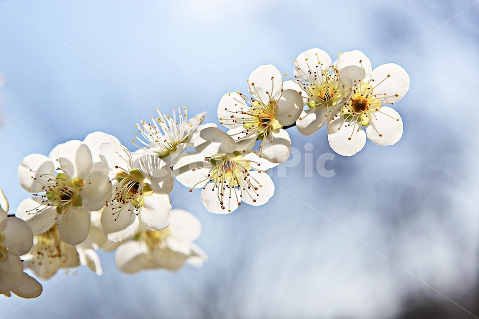매화꽃,매화,꽃,매화나무,자연,배경,봄,계절,spring,season,식물,자연,plants,nature,꽃,flower,plant