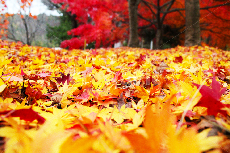 가을,감성,단풍,단풍잎,maple,leaf,잎,낙엽,가을,계절,fall,autumn,season