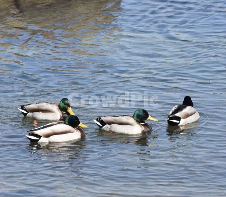 오리,한국,강릉,바다,겨울,동물,animal,조류,새,birds