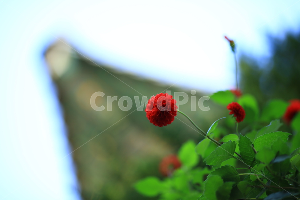 가을꽃,다알리아,꽃,감성,자연,flower,가을,fall,autumn,식물,자연,plants,nature,꽃,flower