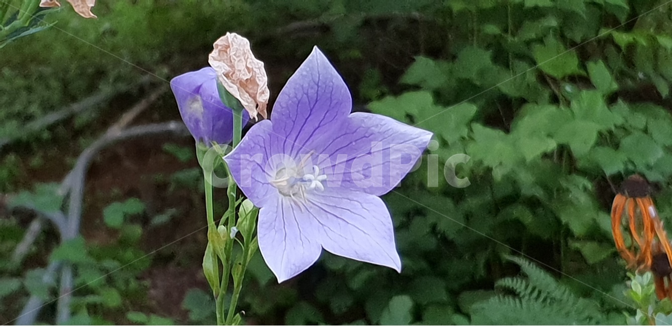 도라지꽃,보라색,green,루드베키아,자연,natural,그린,식물,다년생,배경,배경이미지,배경화면,식물,자연,plants,nature,꽃,flower