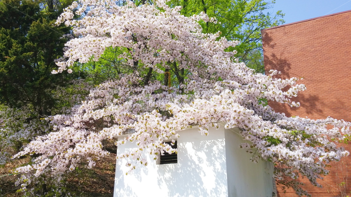 봄,벚꽃,자연,풍경,하얀집,풍성,따뜻,봄,계절,spring,season,식물,자연,plants,nature,나무,trees,wood,plant,flower,꽃,blossom