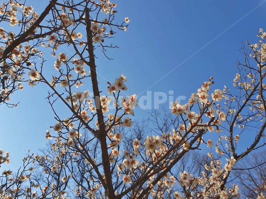 봄,매화꽃,매화,푸른,나무,봄,계절,spring,season,plant,식물
