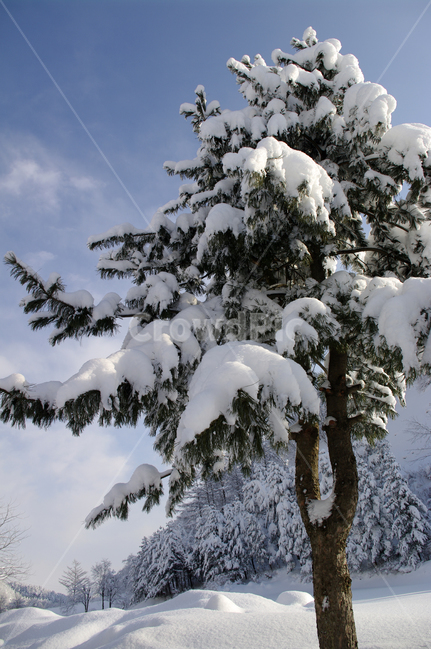 겨울,눈,설경,풍경,나무,잣나무,겨울,계절,winter,season