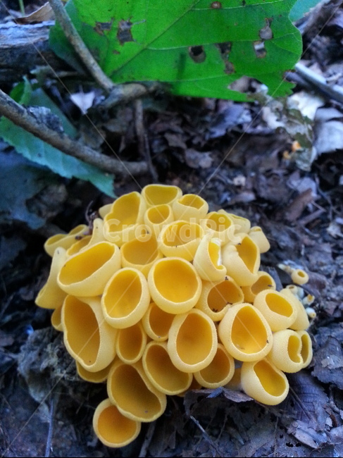 종지버섯,노란종지버섯,버섯,야생버섯,자연산버섯,식물,자연,plants,nature,버섯,mushroom