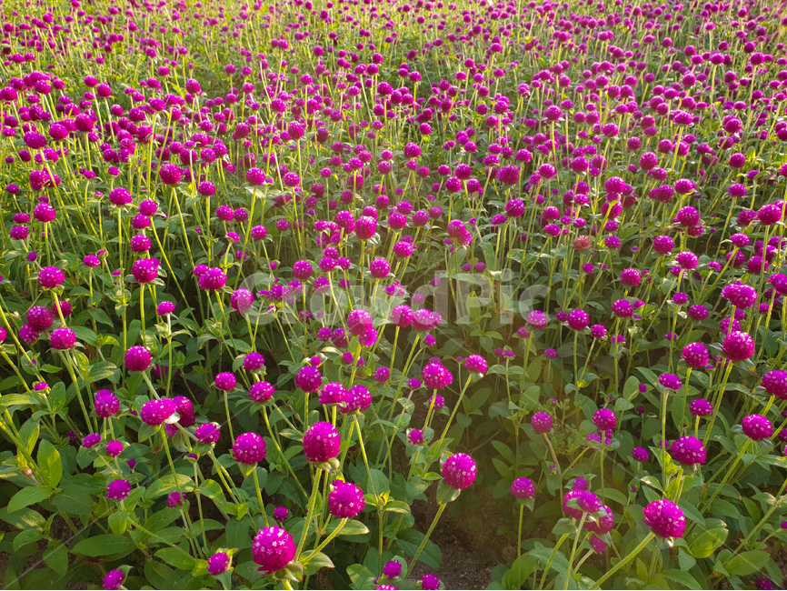 천일홍,꽃,풍경,빛,해,아침,식물,자연,plants,nature,꽃,flower