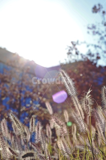 강아지풀,공원,햇빛,플레어,foxtail,park,sunlight,식물,자연,plants,nature