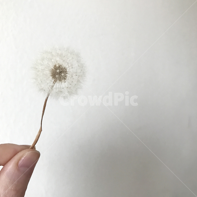 dandelion,민들레,인간,민들레씨,민들레씨앗,식물,자연,plants,nature