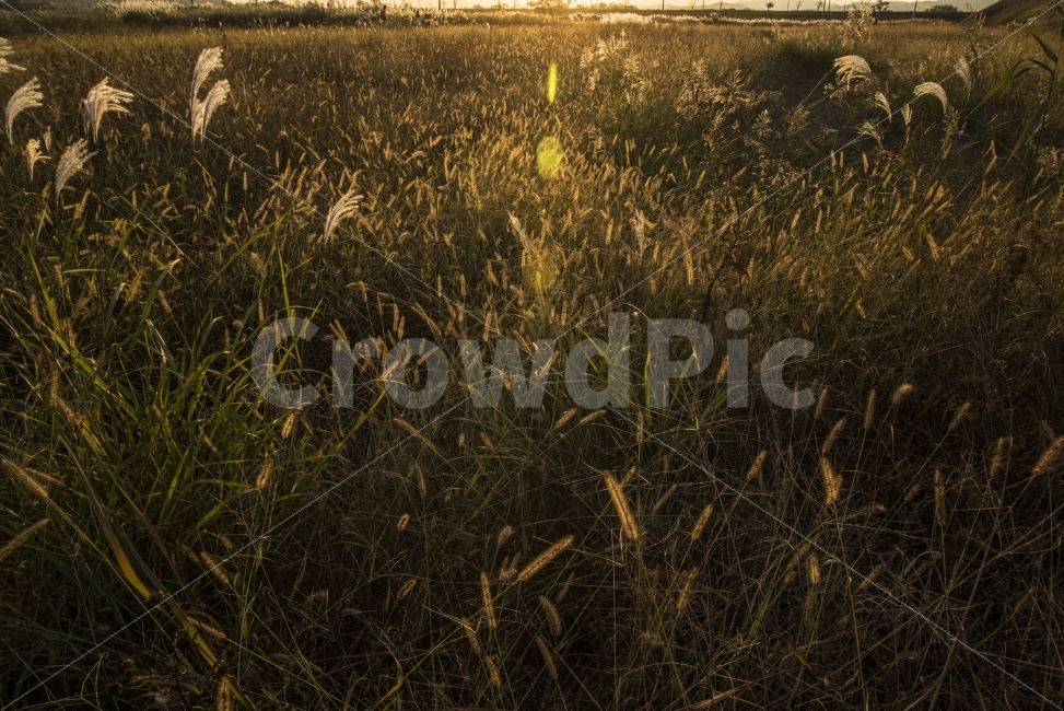 자연,풍경,석양,플레어,억새,natural,landscape,가을,계절,fall,autumn,season,자연,풍경,nature,landscape,grass,잔디,plant,식물,field,들