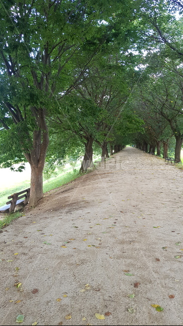 안동,가로수,길,나무,tree,plant,식물,자연,풍경,휴가,힐링,자연,풍경,nature,landscape,tree trunk,나무 줄기