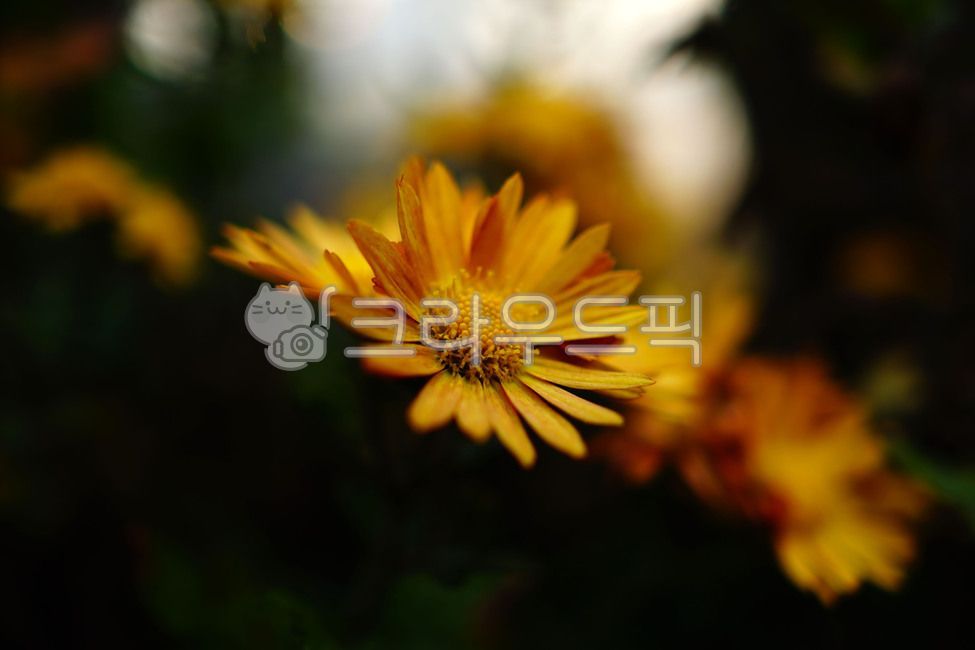 소국,국화,smallfloweredchrysanthemum,꽃,가을꽃,플라워,flower,flowers,autumnflowers,식물,plant,plants,자연,nature,blossom