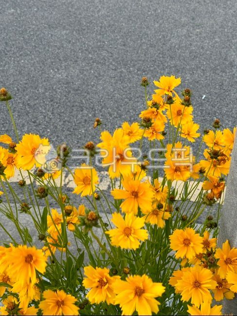 꽃, 감성, 자연, 노랑, flower, 사진,이미지,일러스트,캘리그라피 - 윤졔작가