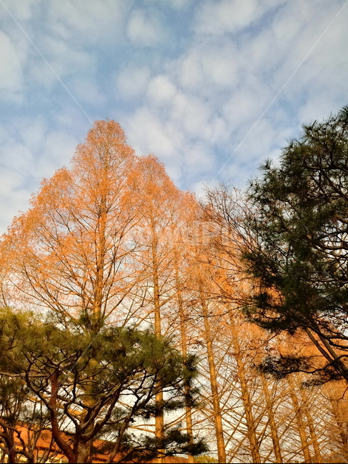 나무,나무줄기,식물,plant,tree,treetrunk,하늘,메타세콰이어,소나무,구름,식물,자연,plants,nature,나무,trees,wood