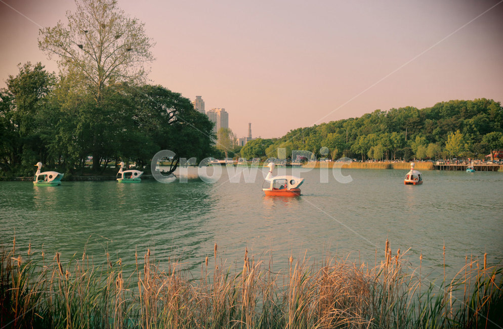 오리배,갈대,호수,공원,가을날,가을호수,갈대밭,감성사진,자연,풍경,nature,landscape,transportation,교통,vehicle,차량,watercraft,선박,boat,보트,water,물,outdoors,옥외