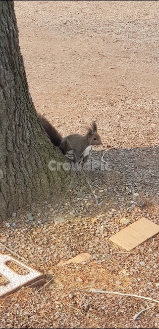 청설모,야생동물,동물,황토,자연친화,동물,animal,포유류,mammal