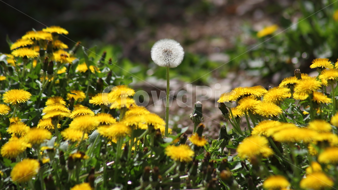 민들레,꽃,씨앗,번식,dandelion