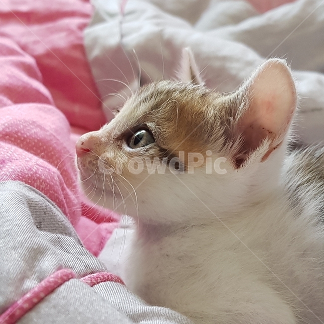 고양이,애완동물,동물,반려동물,반려묘,애기고양이,잠자는모습,고양이옆모습,동물,animal,포유류,mammal,고양이,cat,kitten,kitty