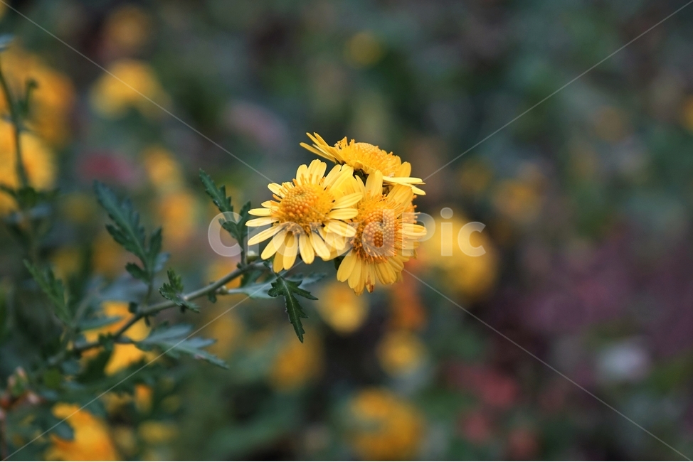 감국,가을,노랑,계절,chrysanthemumindicum,autumn,fall,nature,bloom,yellow,국화과,smell,season,beautiful,plant,flower,식물,자연,plants,nature,꽃,flower