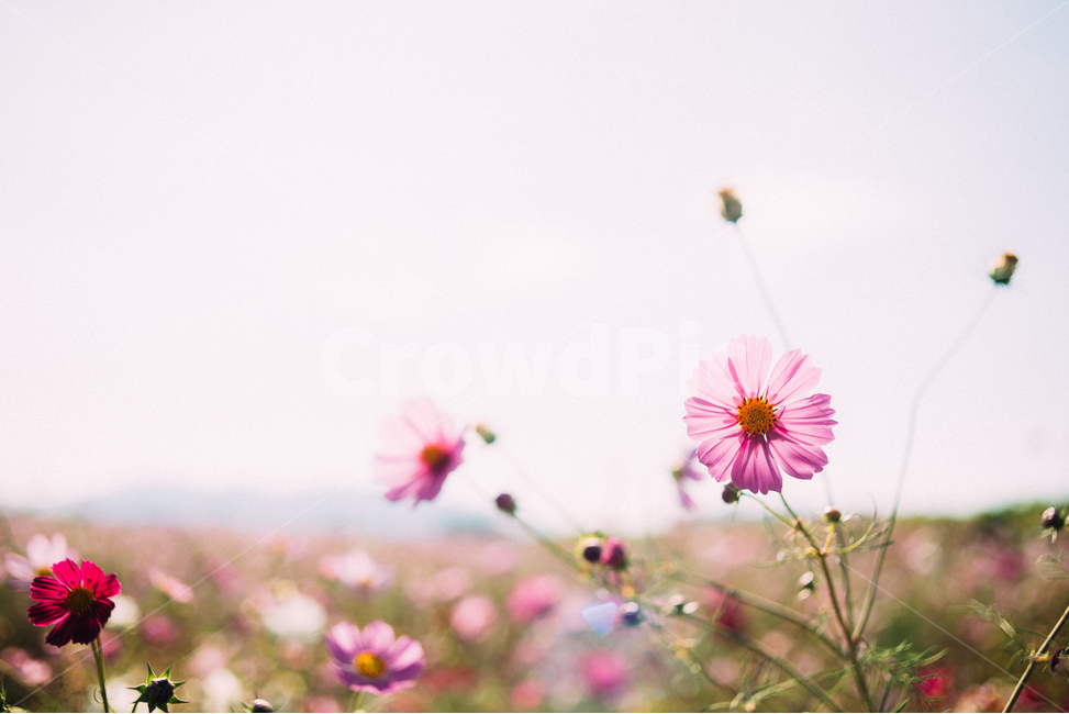 코스모스,가을,감성,풍경,느낌,가을,계절,fall,autumn,season,식물,자연,plants,nature,꽃,flower,감성,sensible,feeling,plant,daisy,데이지,daisies,blossom