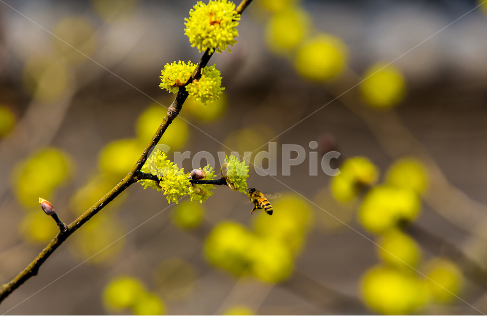봄,꽃봉오리,감성,꽃,산수유,봄,계절,spring,season,식물,자연,plants,nature,꽃,flower,plant