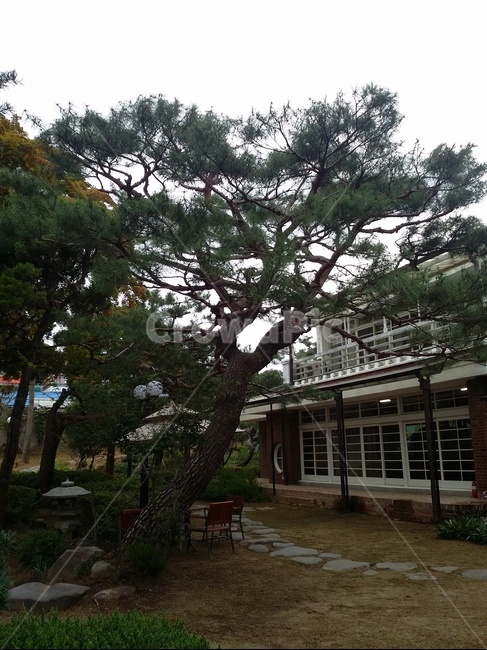 정원,정원수,소나무,집,안마당,식물,자연,plants,nature,나무,trees,wood