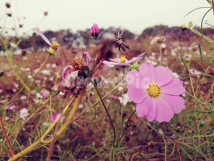 꽃,분홍색,코스모스,가을,식물,식물,자연,plants,nature,꽃,flower