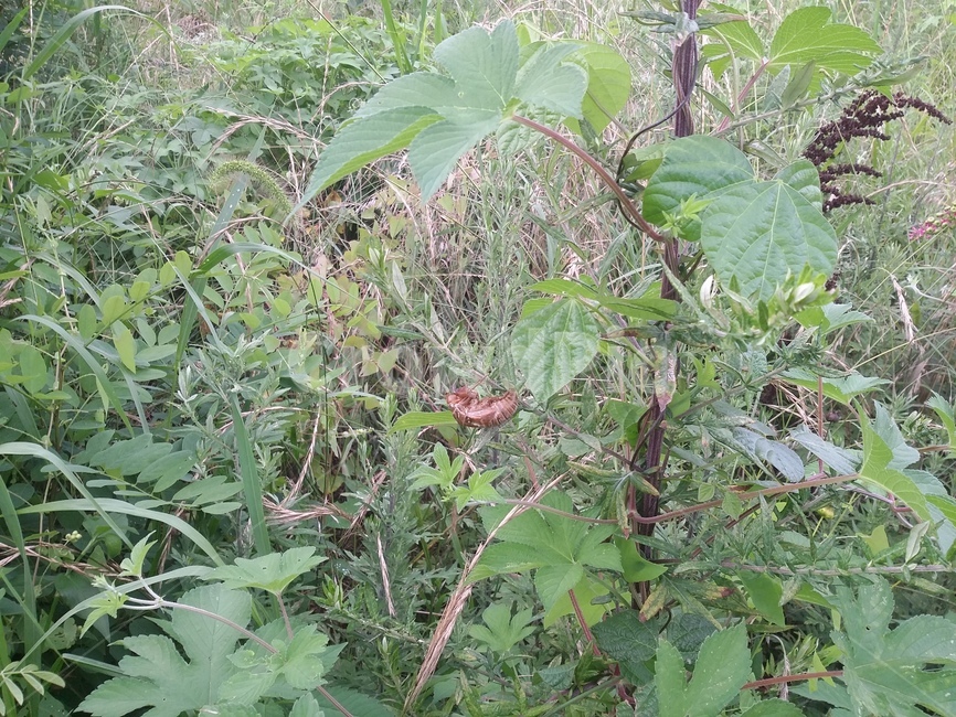 매미허물,자연,풀,매미,허물,곤충,벌레,insect,bug