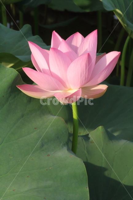 연,연꽃,식물,약용식물,lotus,식물,자연,plants,nature,꽃,flower