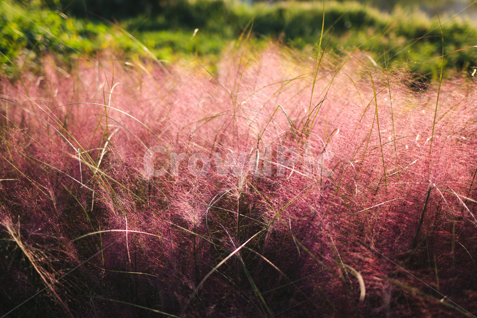 핑크뮬리,뮬리,가을식물,가을풍경,가을,분홍식물,fall,autumn,pink,자연,landscape,nature,강변풍경,강변식물,안양천,가을,계절,fall,autumn,season,식물,자연,plants,nature,grass,잔디,plant