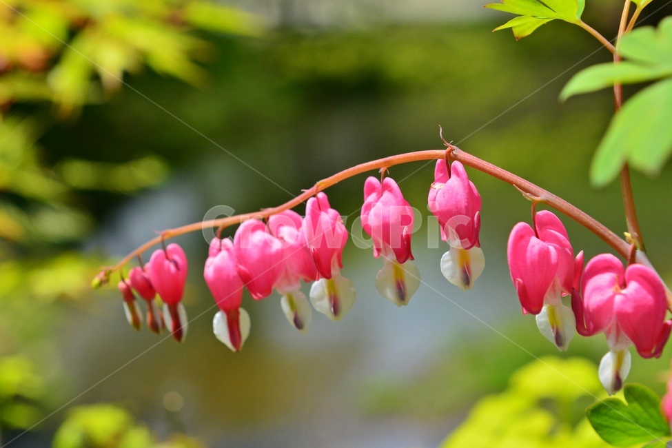 outdoors,옥외,nature,자연,plant,식물,blossom,flower,꽃,금낭화,봄,봄꽃,계절,식물,자연,plants,nature,꽃,flower