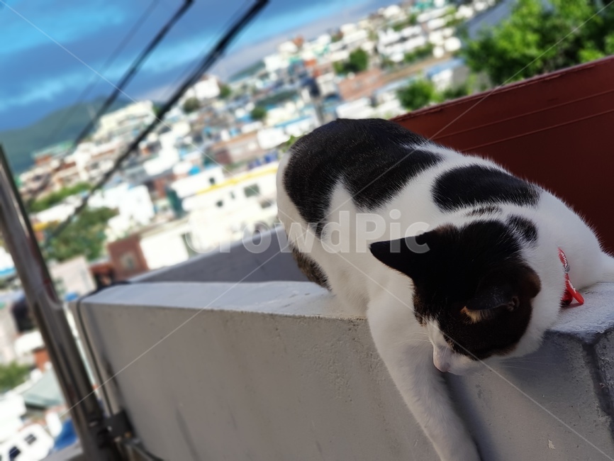집고양이,난간위고양이,점박이고양이,고양이,고양이휴식,동물,animal,포유류,mammal,고양이,cat,kitten,kitty