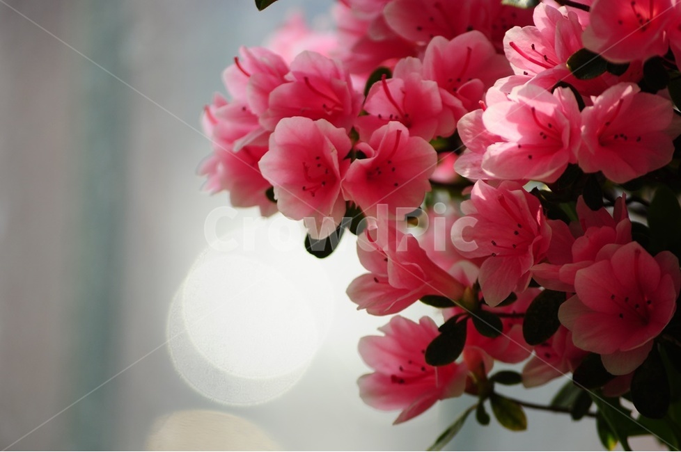 철쭉,진달래,야생화,연분홍,봄꽃,봄,계절,spring,season,식물,자연,plants,nature,꽃,flower,geranium,제라늄,plant,blossom