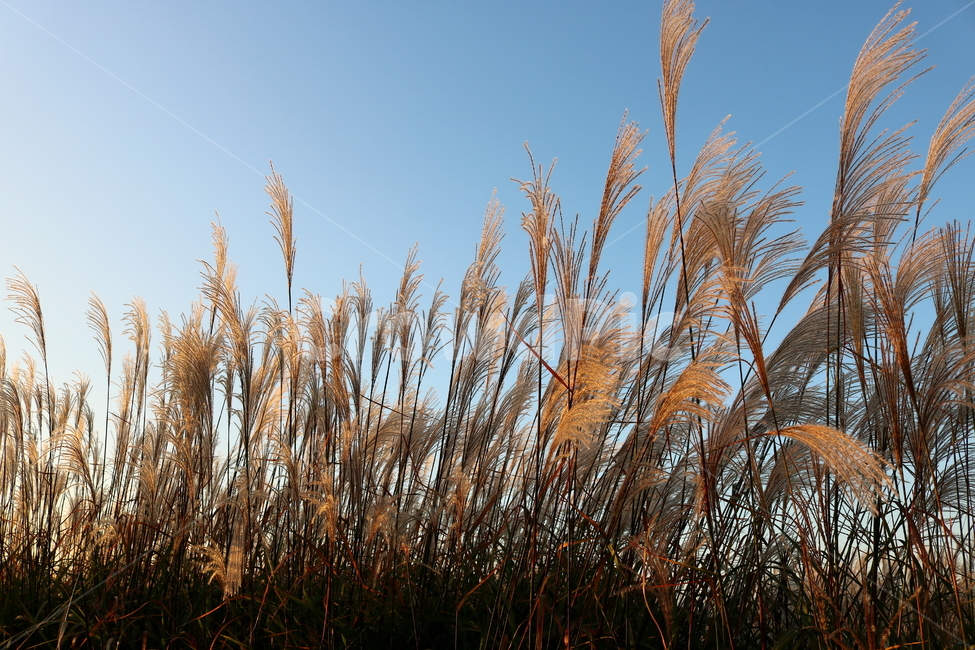 억새,억새풀,식물,자연,가을,벼과,가을,계절,fall,autumn,season,grass,잔디,plant,lawn,reed,갈대