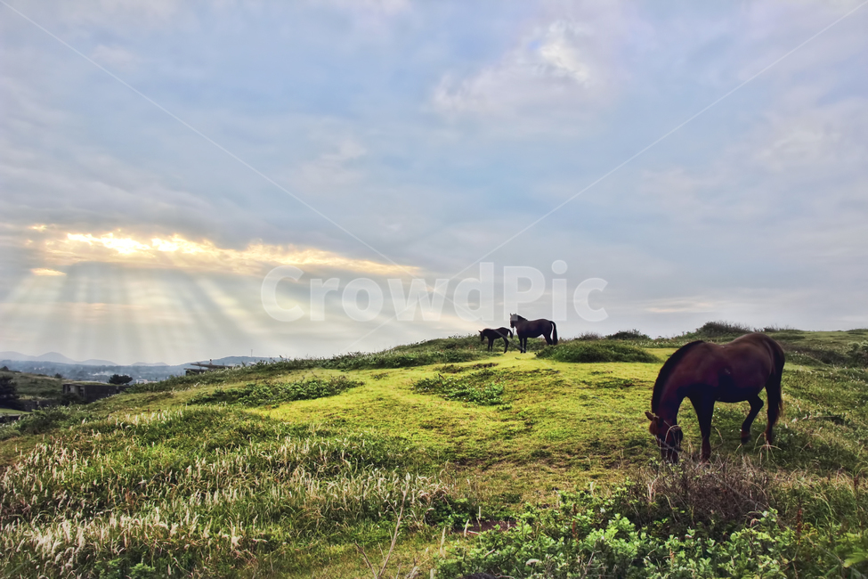 제주도,초원,목장,말,풍경,색감,자연,풍경,nature,landscape,한국자연풍경,한국자연경관,korea nature landscape,제주도,jeju,jeju island,동물,animal,포유류,mammal,휴식,힐링,rest,relaxation,healing,산업,industry,industrial,목축업,목장,livestock farming,ranching,pasture,grassland,목초지,outdoors,옥외,field,들,horse